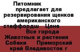 Питомник KURAT GRAD предлагает для резервирования щенков американского стаффордш › Цена ­ 25 000 - Все города Животные и растения » Собаки   . Приморский край,Владивосток г.